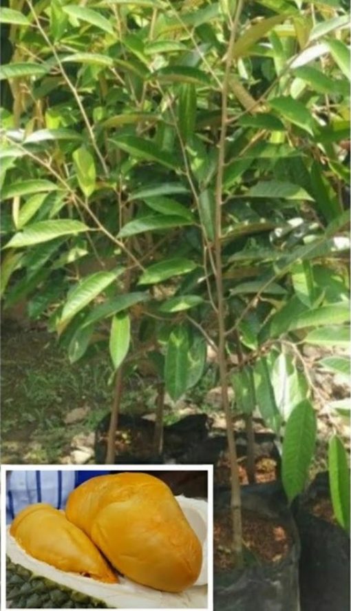 bibit pohon durian ochee atau duri hitam ukuran 1 meter termurah Jawa Barat