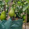 bibit alpokat aligator super Kupang