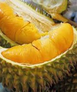 bibit tanaman buah durian montong kaki 3 Tasikmalaya