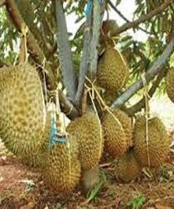 bibit tanaman buah durian montong kaki 3 Pematangsiantar