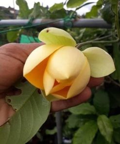 Termurah Bibit Tanaman Hias Bunga tanaman hias bunga cempaka telur kuning Maluku