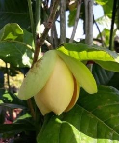 Termurah Bibit Tanaman Hias Bunga tanaman hias bunga cempaka telur kuning Jawa Barat