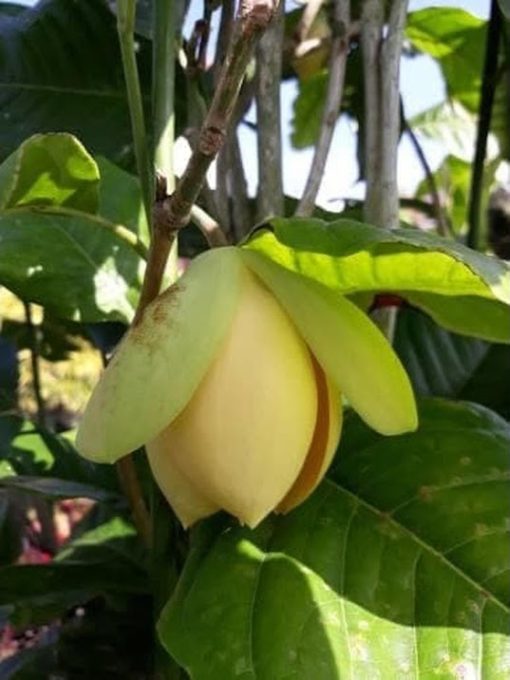 Termurah Bibit Tanaman Hias Bunga tanaman hias bunga cempaka telur kuning Jawa Barat