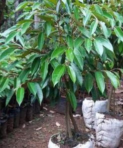 bibit pohon durian bawor kaki tiga 3 1 meter buah duren bawor terbaru Pekanbaru
