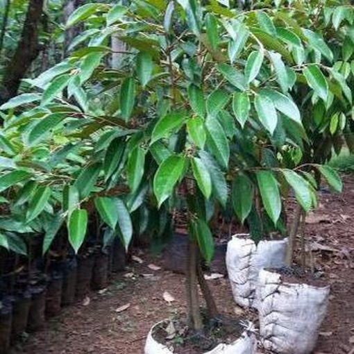 bibit pohon durian bawor kaki tiga 3 1 meter buah duren bawor terbaru Pekanbaru