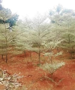 berkwalitas bibit tanaman pohon ketapang kencana varigata putih promo Palembang