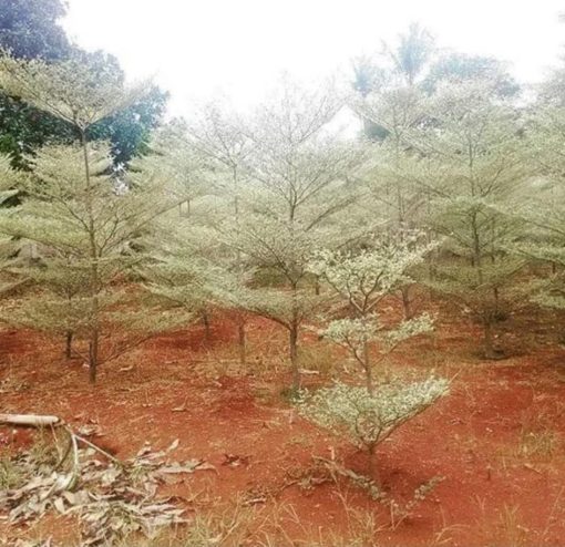 berkwalitas bibit tanaman pohon ketapang kencana varigata putih promo Palembang