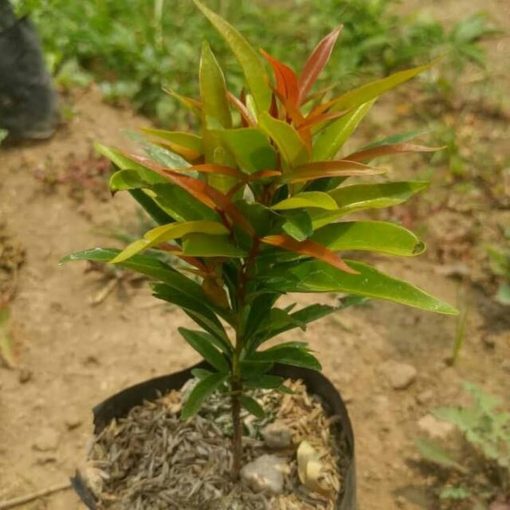 tanaman hias pucuk merah Kotamobagu