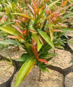 tanaman hias pucuk merah Batu