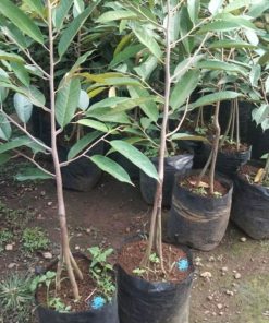 bibit pohon durian tinggi 1 meter tanaman buah duren kaki 3 Jawa Timur