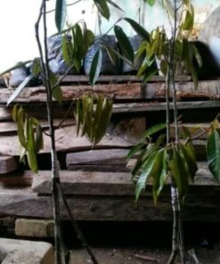 sale bibit pohon durian musangking kaki 3 tinggi 1 meter pohon duren buah d terlaris Kalimantan Selatan
