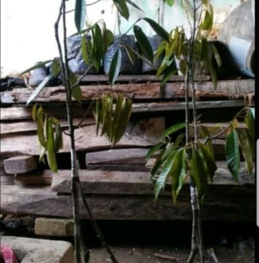 sale bibit pohon durian musangking kaki 3 tinggi 1 meter pohon duren buah d terlaris Jawa Barat