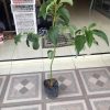 jaman now bibit alpukat subang 1 meter tanaman buah alpukat kelud bibit buah unggul siap kirim Palu