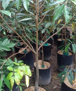bibit pohon durian musang king super kaki 3 1 5 meter batang besar Salatiga