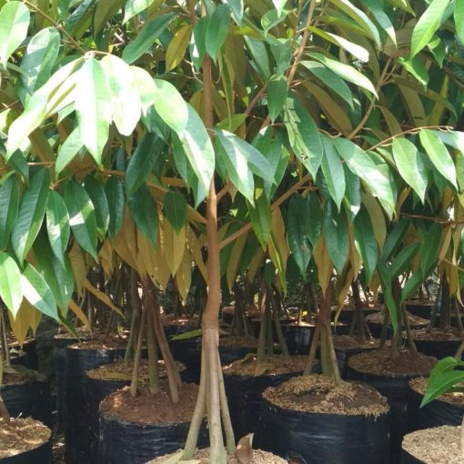 bibit pohon durian musang king super kaki 3 1 5 meter batang besar Singkawang