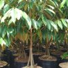 bibit pohon durian musang king super kaki 3 1 5 meter batang besar Sulawesi Tenggara