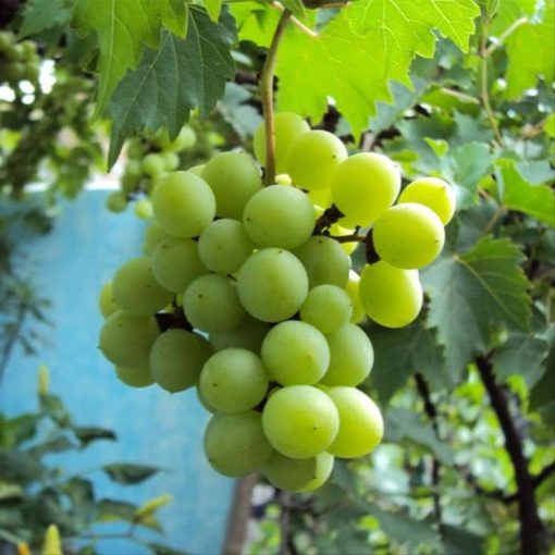 Bibit Tanaman Buah Anggur Hijau Lokal Mojokerto