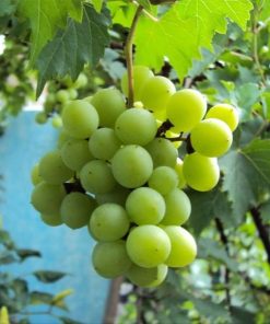 Bibit Tanaman Buah Anggur Hijau Lokal Kendari