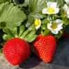 Bibit Strawberry California berbuah Jawa Barat