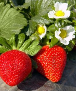 Bibit Strawberry California berbuah Jawa Barat