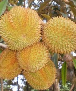 bibit tanaman buah durian bawor unggulan durian bibit durian murah Lhokseumawe