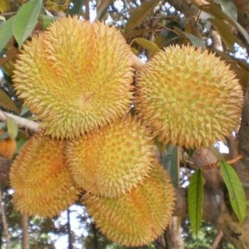 bibit tanaman buah durian bawor unggulan durian bibit durian murah Lhokseumawe