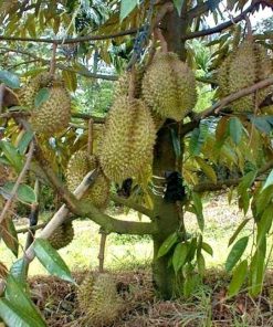 bibit tanaman buah durian montong unggul murah bibit durian montong Pekanbaru