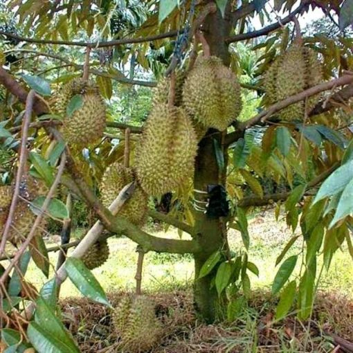 bibit tanaman buah durian montong unggul murah bibit durian montong Pekanbaru