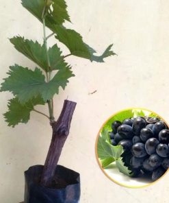 Bibit Buah Anggur Lokal Caroline Manado