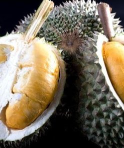 bibit durian duri hitam Malang