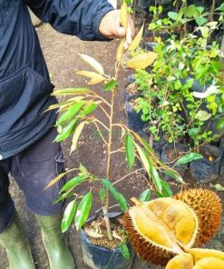 new bibit pohon durian bawor 3 kaki tinggi 1 meter up kondisi siap tanam stok terbatas Madiun