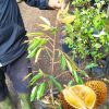 new bibit pohon durian bawor 3 kaki tinggi 1 meter up kondisi siap tanam stok terbatas Sulawesi Utara