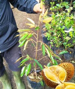 new bibit pohon durian bawor 3 kaki tinggi 1 meter up kondisi siap tanam stok terbatas Sulawesi Utara