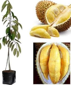 new bibit pohon durian bawor 3 kaki tinggi 1 meter up kondisi siap tanam stok terbatas Kepulauan Riau