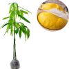 bibit durian musangking kaki 3 1 paket 2 batang bibit Palangkaraya