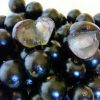 Bibit Tanaman Buah Anggur Pohon Jaboticaba Brazil Anggur pohon Kupalandak Cepat berbuah Aceh