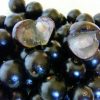 Bibit Tanaman Buah Anggur Pohon Jaboticaba Brazil Anggur pohon Kupalandak Cepat berbuah Bogor