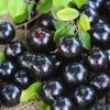 Bibit Anggur Pohon Brazil Preco Madiun