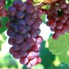 Bibit Buah Anggur Merah Lokal Nusa Tenggara Timur