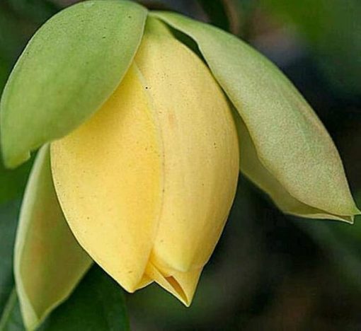 Tanaman Bunga Magnolia Kuning Cempaka Gondok Cilegon