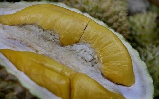 bibit buah durian musangking kaki 3 asli musang king kaki 3 unggul bergaransi Jawa Timur