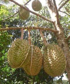 bibit durian montong Jawa Barat