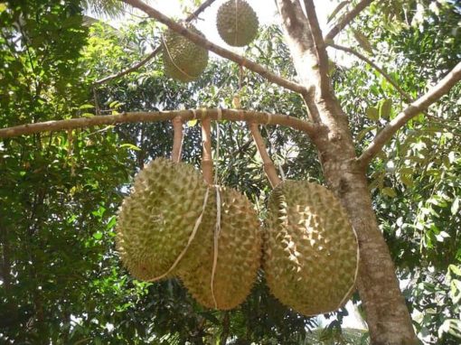 bibit durian montong Jawa Barat