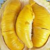 bibit durian musangking Jawa Tengah