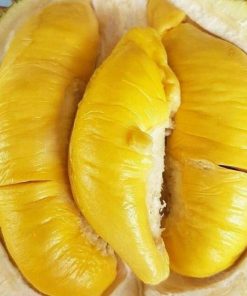bibit durian musangking Jawa Tengah