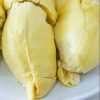 bibit durian montong Sulawesi Utara