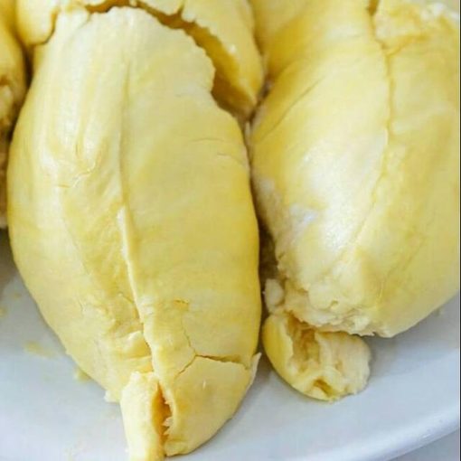 bibit durian montong Sulawesi Utara