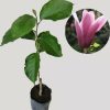 bibit bunga cempaka kantil ungu magnolia figo purple Bau-Bau