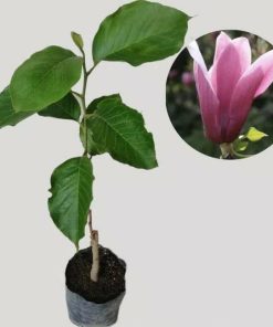 bibit bunga cempaka kantil ungu magnolia figo purple Bau-Bau