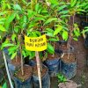 bibit tanaman durian duri hitam Sulawesi Selatan
